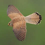 Lesser Kestrel