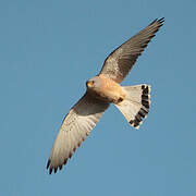 Lesser Kestrel