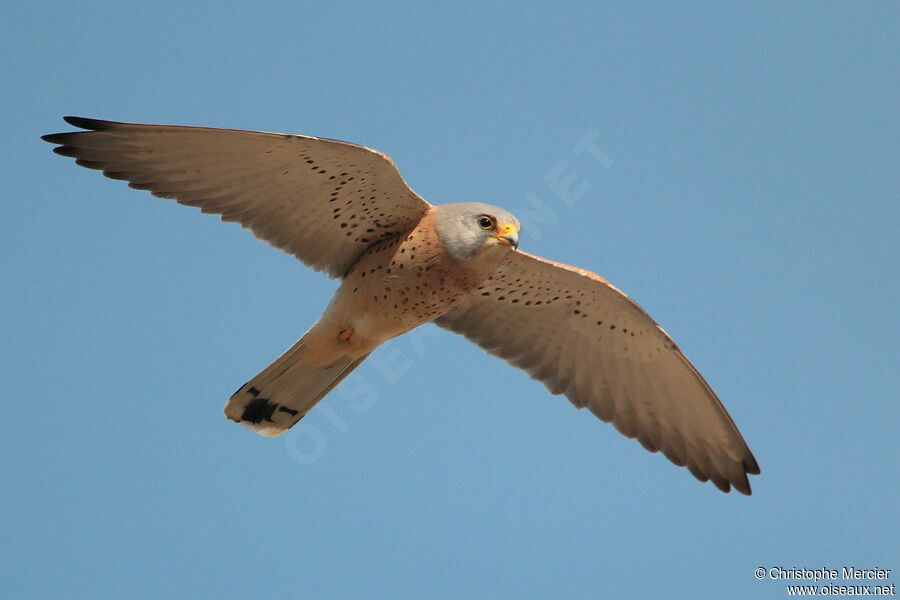 Lesser Kestrel