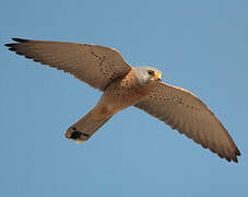 Lesser Kestrel