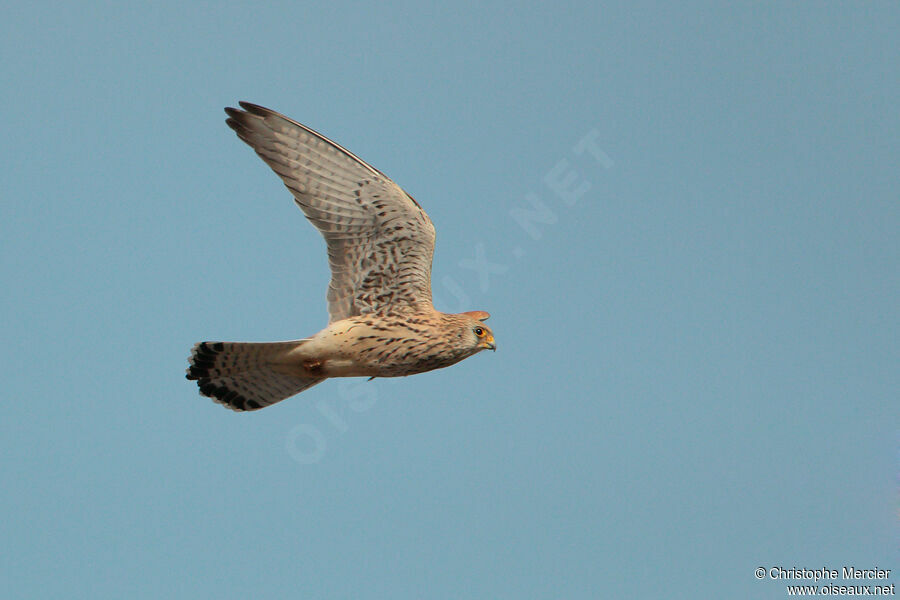 Lesser Kestrel