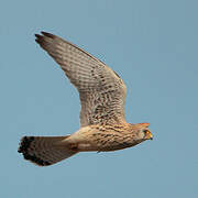 Lesser Kestrel