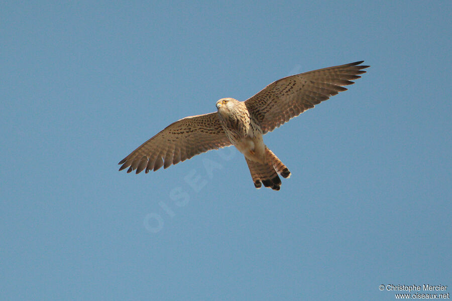 Lesser Kestrel