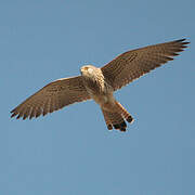 Lesser Kestrel