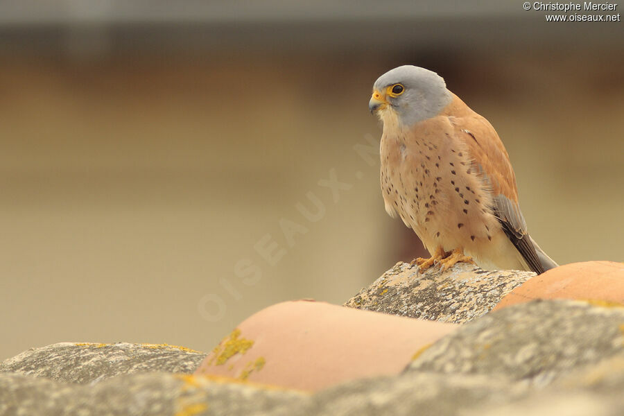 Lesser Kestrel