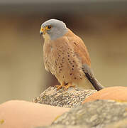 Lesser Kestrel