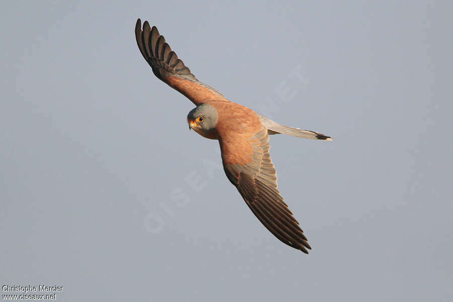 Lesser Kestrel male adult breeding, Flight