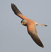 Lesser Kestrel