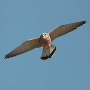 Lesser Kestrel