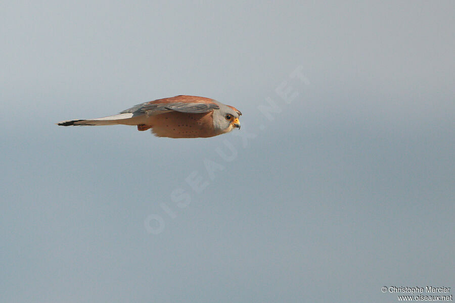 Lesser Kestrel