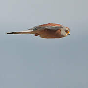 Lesser Kestrel