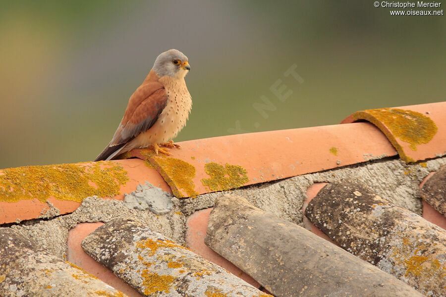 Lesser Kestrel