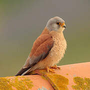 Lesser Kestrel