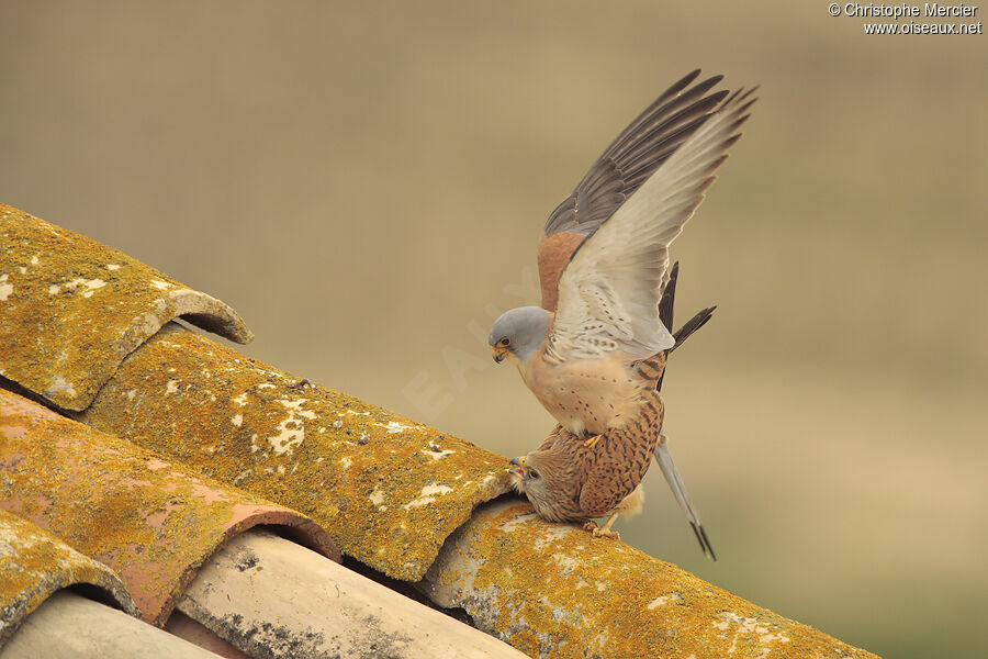 Lesser Kestrel