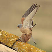 Lesser Kestrel