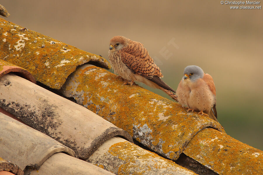 Lesser Kestrel