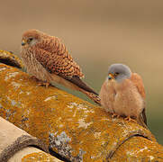 Lesser Kestrel