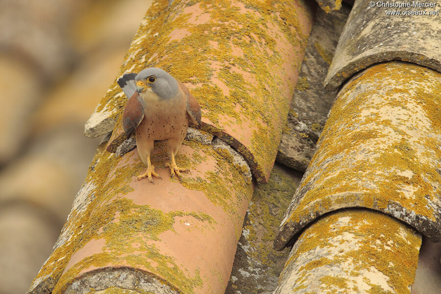 Lesser Kestrel