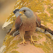 Lesser Kestrel