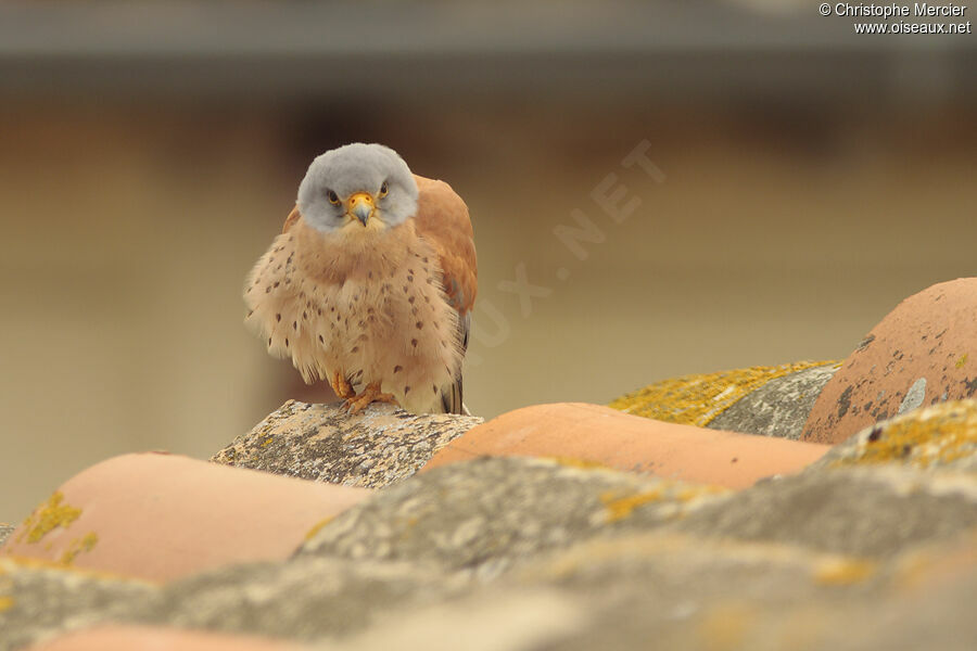 Lesser Kestrel