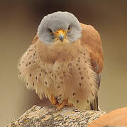 Lesser Kestrel