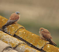 Lesser Kestrel