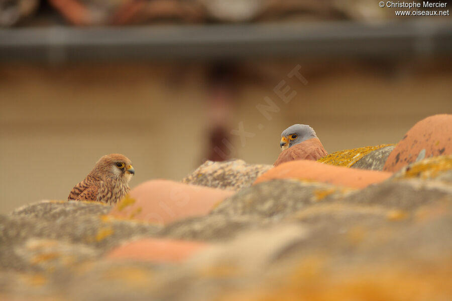 Lesser Kestrel