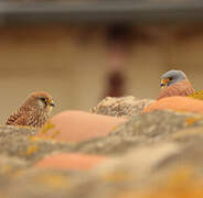 Lesser Kestrel