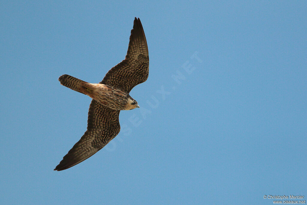 Eleonora's Falcon