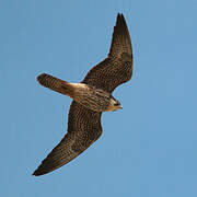 Eleonora's Falcon