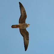 Eleonora's Falcon