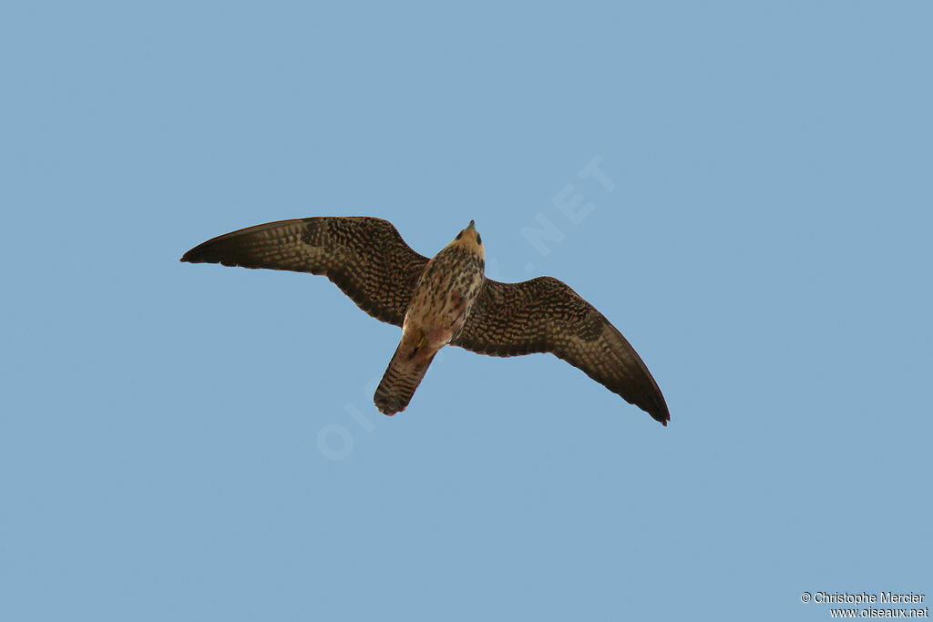 Eleonora's Falcon