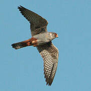 Red-footed Falcon