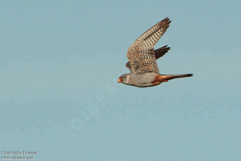 Red-footed Falcon male Second year, Flight