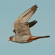 Red-footed Falcon