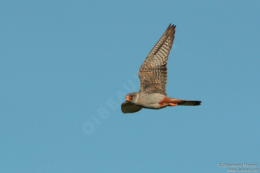 Red-footed Falcon male Second year