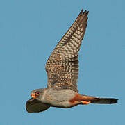 Red-footed Falcon