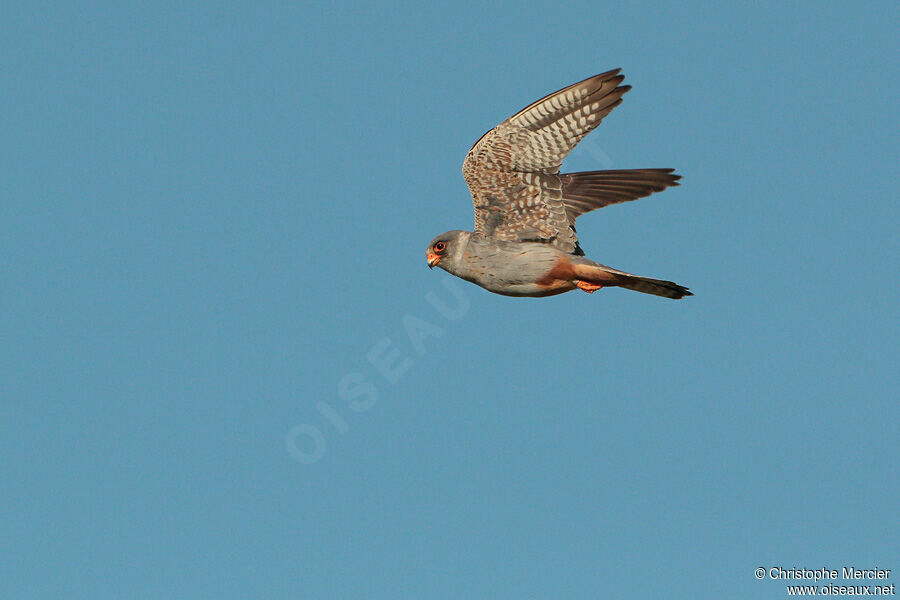 Red-footed Falcon male Second year