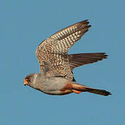 Red-footed Falcon