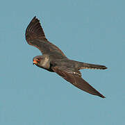 Red-footed Falcon