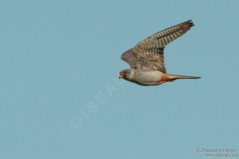 Red-footed Falcon male Second year
