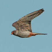 Red-footed Falcon