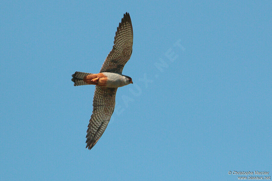 Red-footed Falcon male Second year