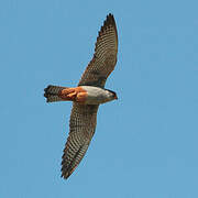 Red-footed Falcon