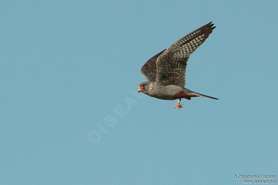 Red-footed Falcon male Second year