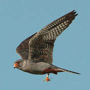 Red-footed Falcon