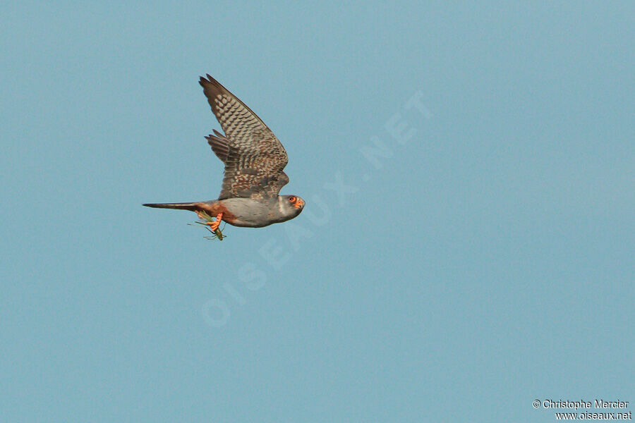 Red-footed Falcon male Second year