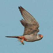 Red-footed Falcon