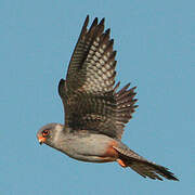 Red-footed Falcon