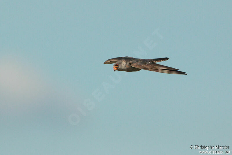 Red-footed Falcon male Second year